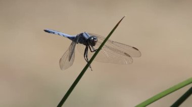 Dragonfly Orthetrum brunneum, Mavi Sentinel sazlığa tünedi kanatlarını kaldırdı ve uçtu, Bocairent, İspanya