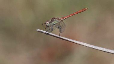 Dragonfly Sympetrum sinaiticum Dumont. Kafasını hareket ettiren kamışın üzerinde tünemiş güzel bir bokeh var. Bocairent, İspanya.
