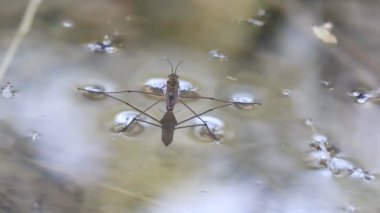 Su yürüyüşçüsü Gerris lacustris bir arkadaş tarafından itiliyor, Bocairent, İspanya