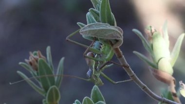 Kriket Steropleurus Endalusius Bocairent, İspanya 'da Rock Rose' da şarkı söylüyor.