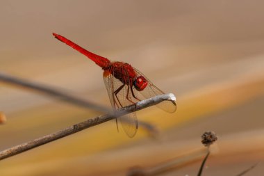 Kızıl yusufçuk (Crocothemis erythraea) arka planda güzel bir bokeh, Bocairent, İspanya