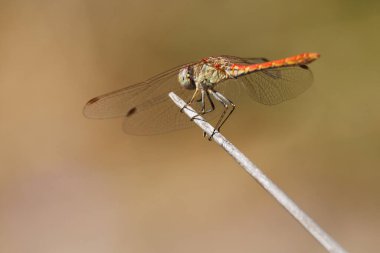 Dragonfly Sympetrum sinaiticum Dumont, Bocairent, İspanya 'da kuru kamışın arkasından tünedi.
