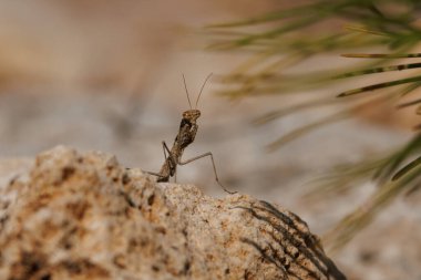 İber Yarımadası 'nın Endemic Peygamberdevesi Ameles paradecolor, Sierra de Mariola Natural Park, İspanya