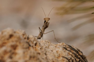 İber Yarımadası 'nın endemik peygamberdevesi Ameles paradecolor kameraya bakıyor, Sierra de Mariola Doğal Parkı, İspanya