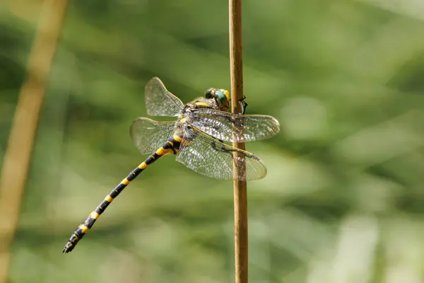 Kaplan yusufçuğu Cordulegaster Boltonii güzel Bokeh, Alcoy, İspanya ile kuru bir sazlığa tünedi.