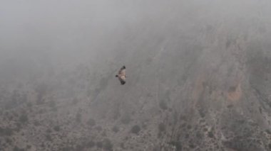 Griffon akbabası Gyps fulvus Alcoy, İspanya 'daki Cint vadisinde uçuyor.