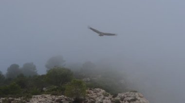 Griffon akbabası (gyps fulvus) siste uçarken dağın tepesinde 180 derece yön değiştirir, Alcoy, İspanya