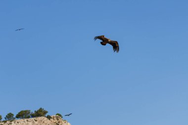 Alcoy 'daki Alt de les Pedreres zirvesinde uçan bir griffon akbabası ve mavi gökyüzü arka planıyla İspanya