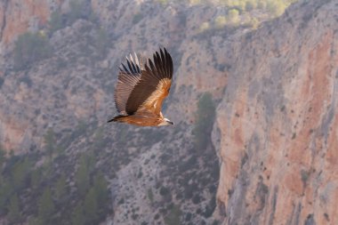 Uçan Griffon Akbabası (Gyps fulvus) dikey duvar arka planına ve yuva yaptıkları küçük mağaralara sahiptir, Alcoy, İspanya