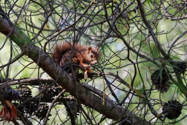 Kozalak, Alcoy, İspanya kozalakları arasında Avrupa kırmızı sincabı
