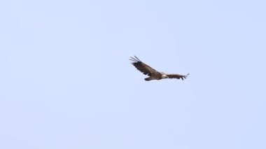 Griffon akbabası Gyps fulvus parlak mavi gökyüzü arka planında uçuyor, Alcoy, İspanya