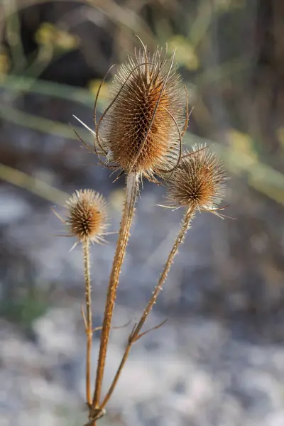 Kurutulmuş cardoon dipsacus sylvestris (Cardencha veya cardoncha), Lorcha, İspanya