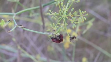 Çiftleşme sırasında çiftleşen Graphosoma lineatum böcekleri, Lorxa, İspanya