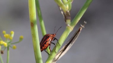 Graphosoma lineatum böceği rezene bitkisi, Lorcha, İspanya 'da yiyecek arayışında.