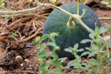 Meyve bahçesinin toprağında olgun karpuz, Lorcha, İspanya