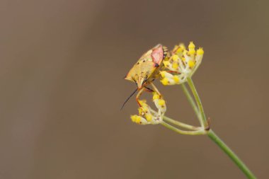 Bug Carpocoris mediterraneus feeding on fennel inflorescence, Lorcha, Spain