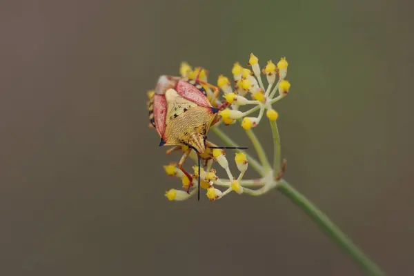 Bug Carpocoris mediterraneus feeding on fennel inflorescence, Lorcha, Spain