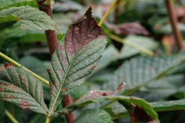 At kestanesi yaprakları (Aesculus hipocastanum), Alcoy, İspanya