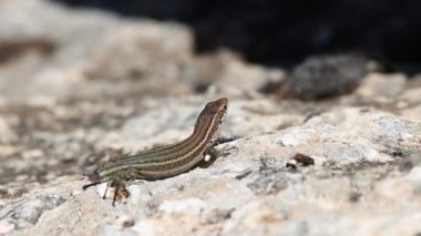 Uzun kuyruklu kertenkele (Psammodromus algirus) kuyruğunu kaybettikten sonra, Alcoy, İspanya