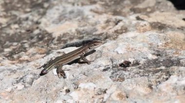 Uzun kuyruklu kertenkele (Psammodromus algirus) kuyruğunu kaybettikten sonra, Alcoy, İspanya
