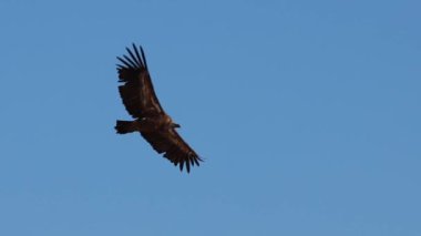 Griffon akbabası (gyps fulvus) mavi gökyüzü arka planı daireler çizerek uçan ve çerçeve geçişinde diğer akbabalar görünür, Alcoy, İspanya