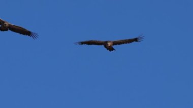 İspanya 'nın Alcoy kentindeki Barranco del Cint' in dikey duvarında uçan bir griffon akbabasının (gyps fulvus) olağanüstü yaklaşımı