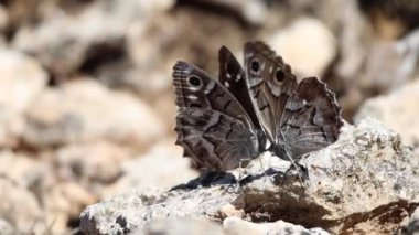 Çizgili grayling 'in kur yapma davranışı, Hipparchia fidia, Alcoy, İspanya