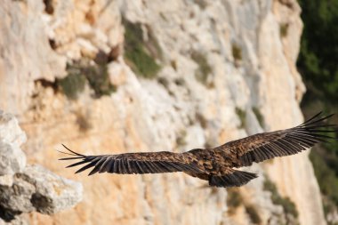 Arkadan bir Griffon Akbabası 'nın Plumage' i Cint vadisinin dikey duvarı, Alcoy, İspanya