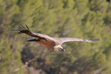 Griffon akbabası, Gyps fulvus, Sierra de Mariola doğa parkında güneşli bir ormana doğru uçuyor, Alcoy, İspanya