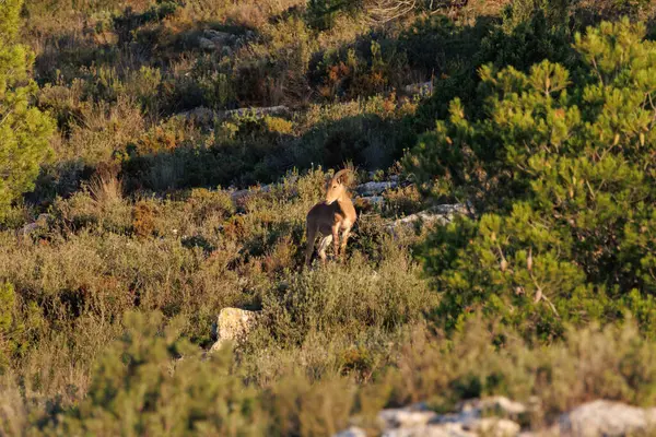 Ibex (Capra pyrenaica) Sierra de Mariola doğal parkındaki çam ağaçları arasında bitki örtüsünde, Alcoy, İspanya