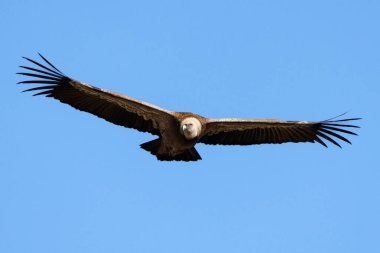 Griffon akbabası Gyps fulvus mavi gökyüzü arka planında uçuyor ve başı eğilerek güçlü gagasını gösteriyor, Alcoy, İspanya