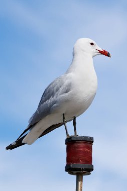 Audouin 'in Martı Ichthyaetus audouinii bulutlu mavi gökyüzü arka planına sahip bir geminin ışığına tünemişti.