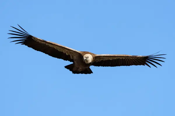 stock image Griffon vulture Gyps fulvus flying against a blue sky background with its head tilted to reveal its powerful beak, Alcoy, Spain