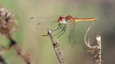 Ölü bitki örtüsü üzerinde dişi sembolik fonksiyom yusufçuğu kafasını hareket ettiriyor ve kendini Sierra de Mariola doğal parkında süslüyor, Bocairent.