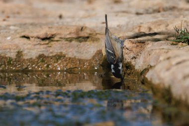 Coal tit (Periparus ater) drinking in the Font Freda irrigation ditch in Bocairent in an acrobatic position, Spain