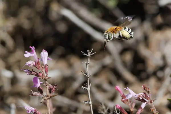 Arı kanatları üzerindeki elektronik deklanşör efekti Amegilla quadrifasciata uçuşları, Bocairent, İspanya