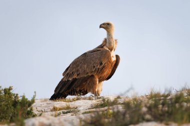 Griffon Vulture Gyps fulvus altın sabah ışığı Cint vadisinin kenarında tünemiş, Alcoy, İspanya