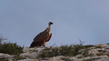 Griffon akbabası Gyps fulvus altın sabah ışığı Cint vadisinin kenarına tünemiş Alcoy, İspanya 'ya bakıyor