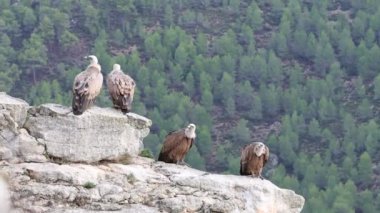 Kayalıklardaki 4 Griffon akbabasından oluşan bir grup, biri dışkılıyor, Alcoy, İspanya