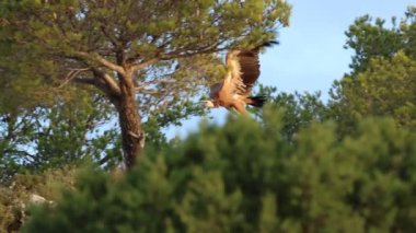 Sierra de Mariola doğal parkında, Alcoy, İspanya 'da çam ağacı akbabaları arasında kalkış ve uçuş.