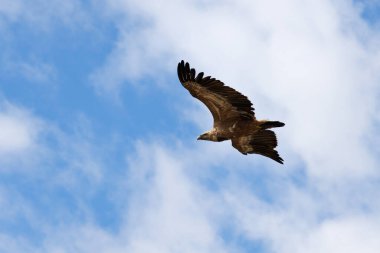 Arkaplanda bulutlarla uçan Griffon akbabası Alcoy, İspanya
