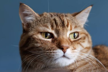 Sarı gözlü tekir kedi yüzlü