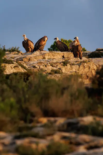 stock image Group of griffon vultures perched on the rock during sunrise in the Sierra de Mariola natural park, Alcoy, Spain