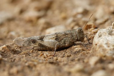 Toprağın içinde gizlenen çekirge, Alcoy, İspanya