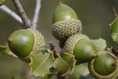 Immature acorns of the Quercus coccifera shrub in a focus stacking photograph, Alcoy, Spain clipart