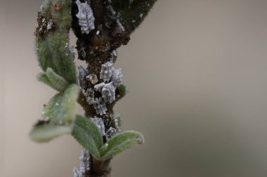 Odak istifleme tekniği olan Alcoy, İspanya 'yı kullanarak kayalık gül bitkisi siğili üzerindeki mealybug planococcus citri istilası