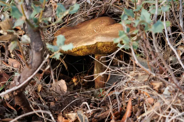 Balkabağı mantarı boletus edulis ormanda yetişiyor, Alcoy, İspanya