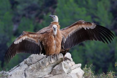 Griffon akbaba Gyps fulvus Başka bir akbaba, Alcoy, İspanya önünde uzanan kanatları ile