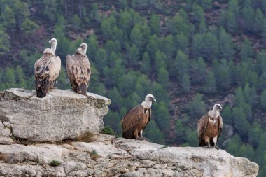 Four Griffon Vultures perched on cliff rock in forest, Alcoy, Spain clipart