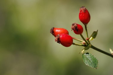 Rosehip bush fruit Rosa eglanteria with negative space, with a multitude of properties in various sectors, Alcoy, Spain clipart